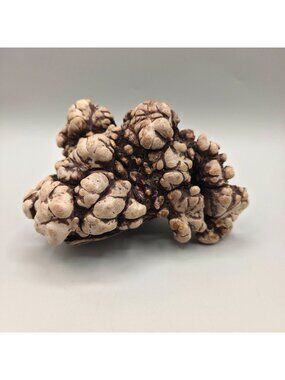 Natural Organic Root Burl Wood Sculpture Knotted Texture Rustic Decor